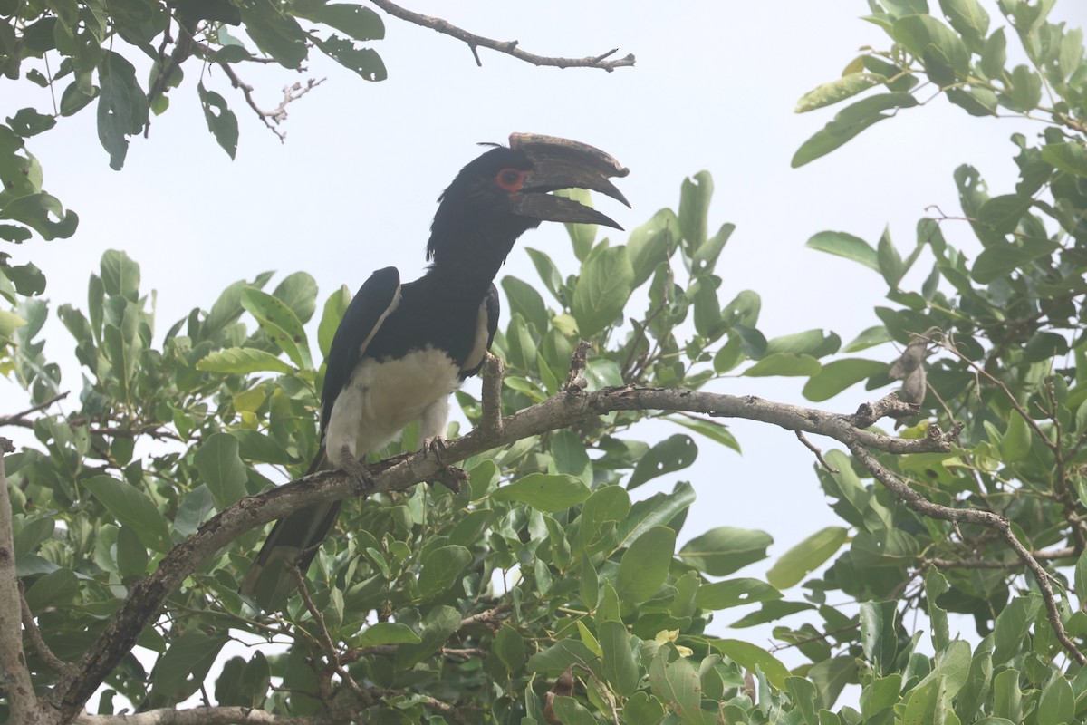 Trumpeter Hornbill - ML646283378