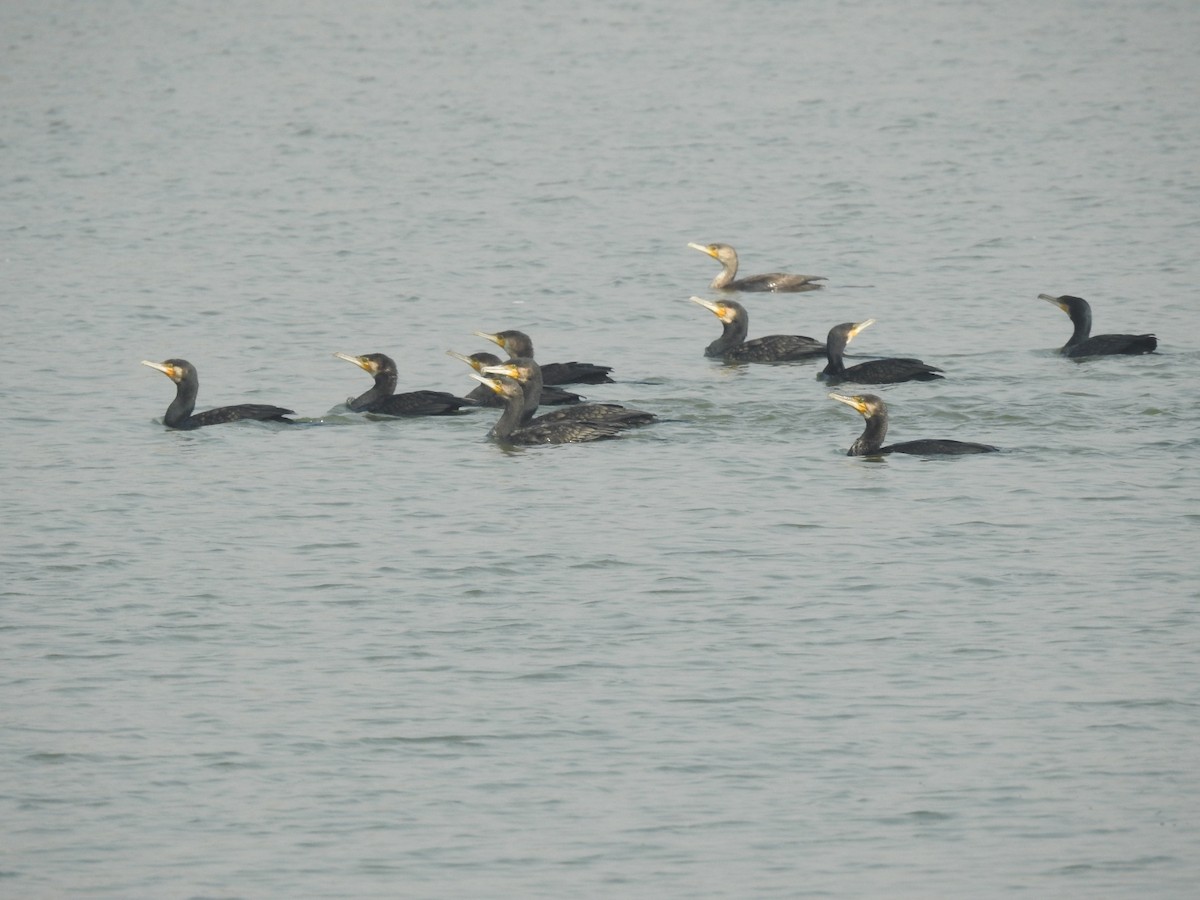 Great Cormorant - ML646283380