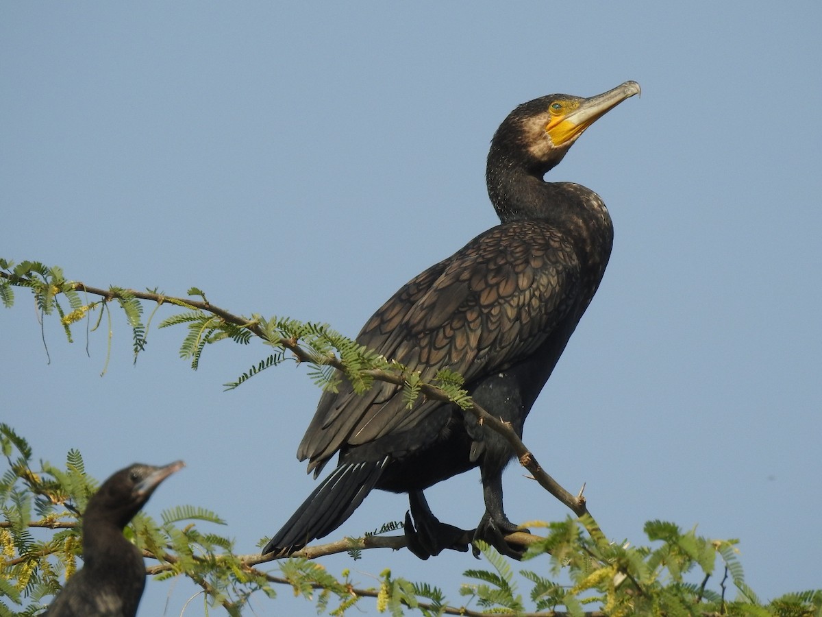 Great Cormorant - ML646283384