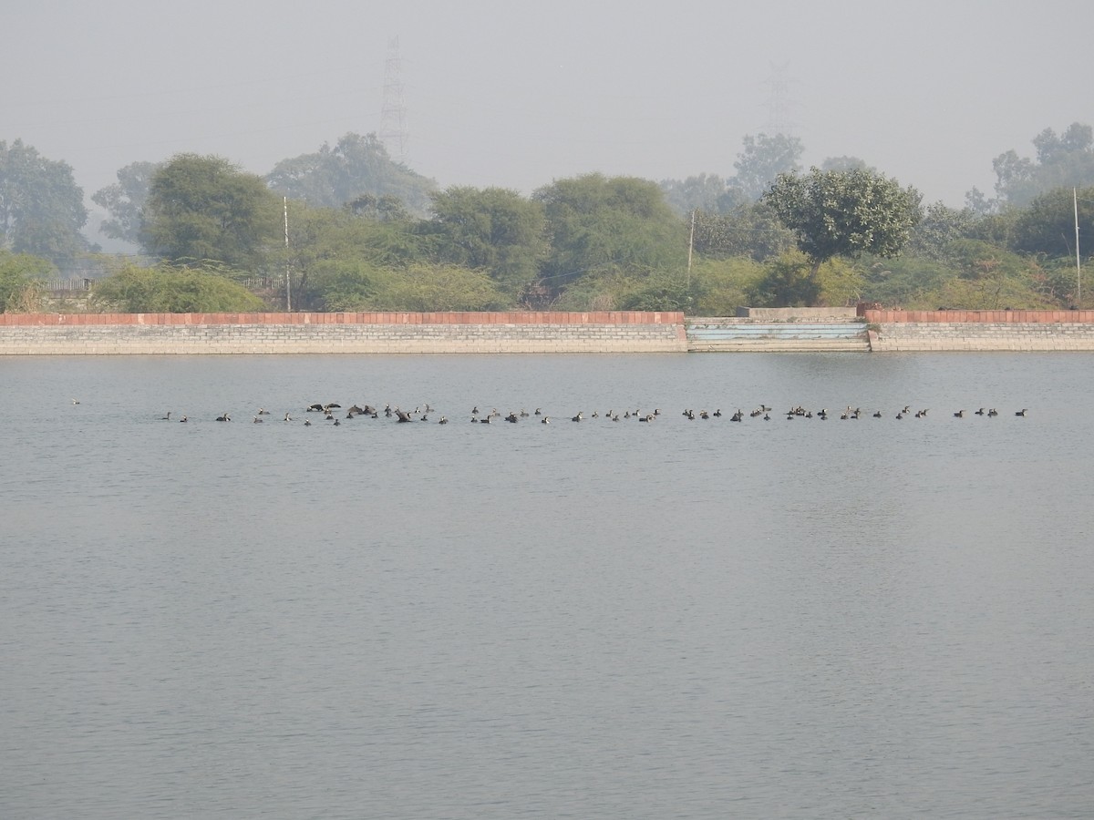 Great Cormorant - ML646283385