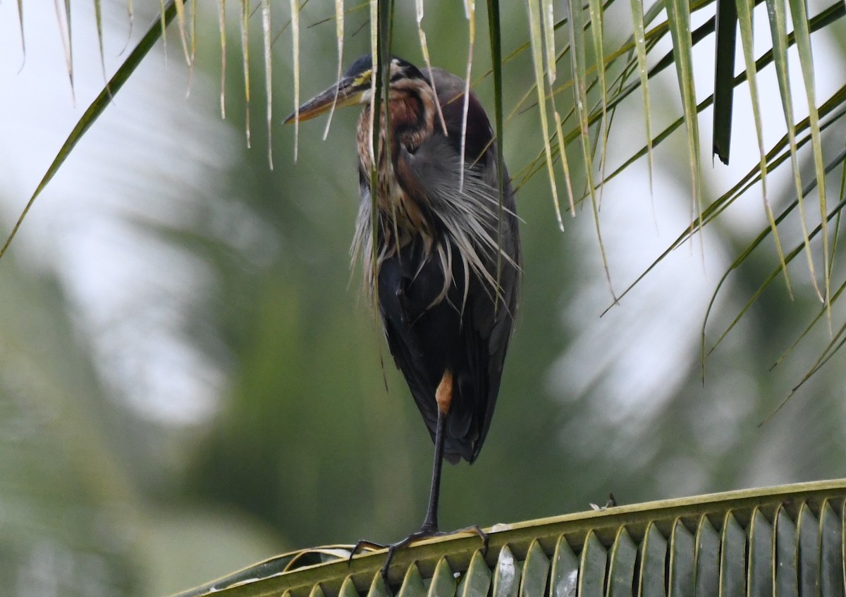 Purple Heron - ML646283386