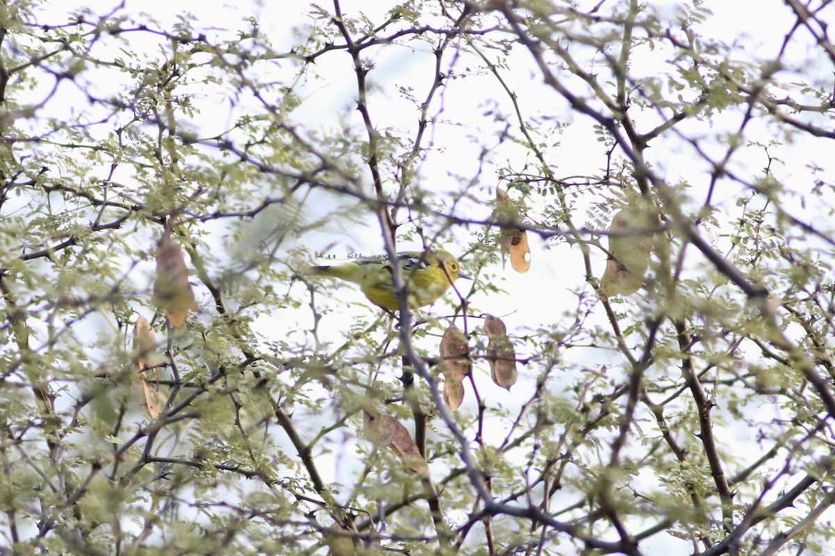 White-tailed Iora - ML646283387