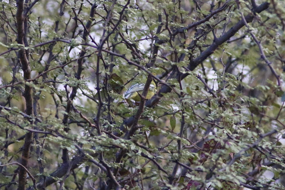 White-tailed Iora - ML646283388