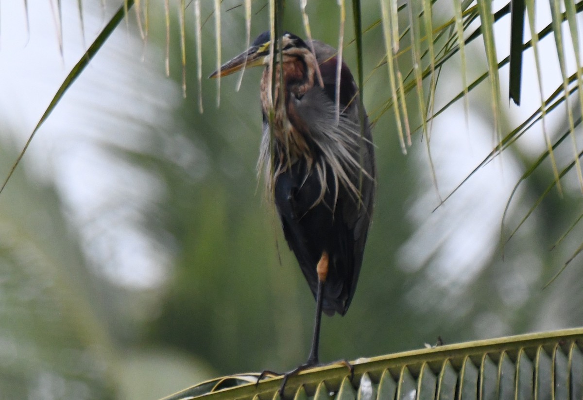 Purple Heron - ML646283389