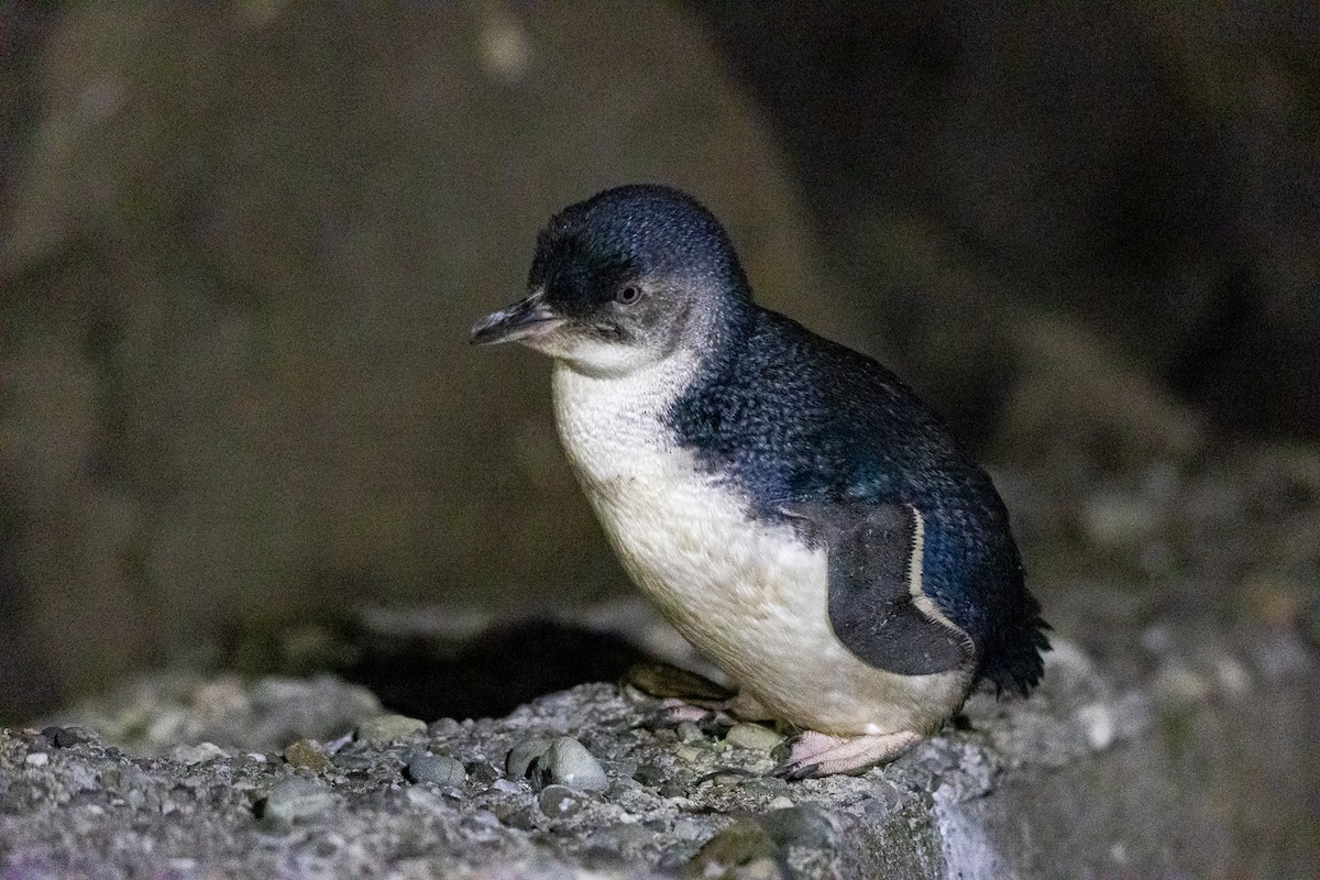 Little Penguin - ML646283390