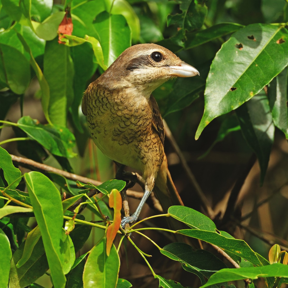 Brown Shrike - ML646283392