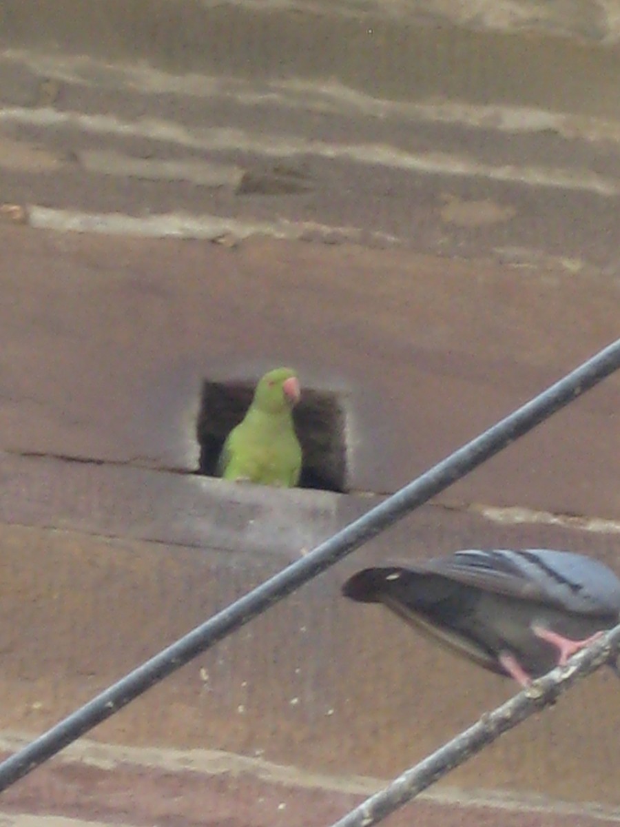 parakeet sp. - ML646283393