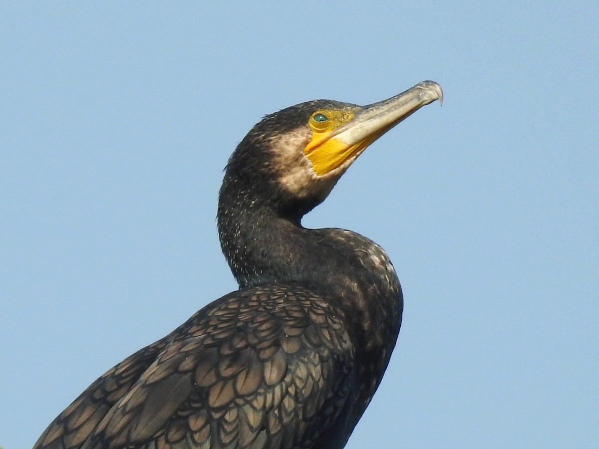 Great Cormorant - ML646283394