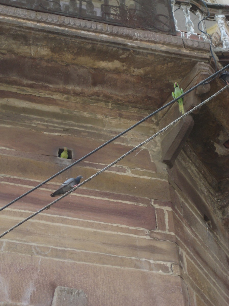 parakeet sp. - ML646283395