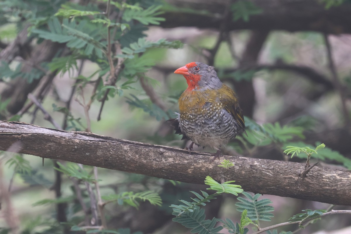 Green-winged Pytilia - ML646283396