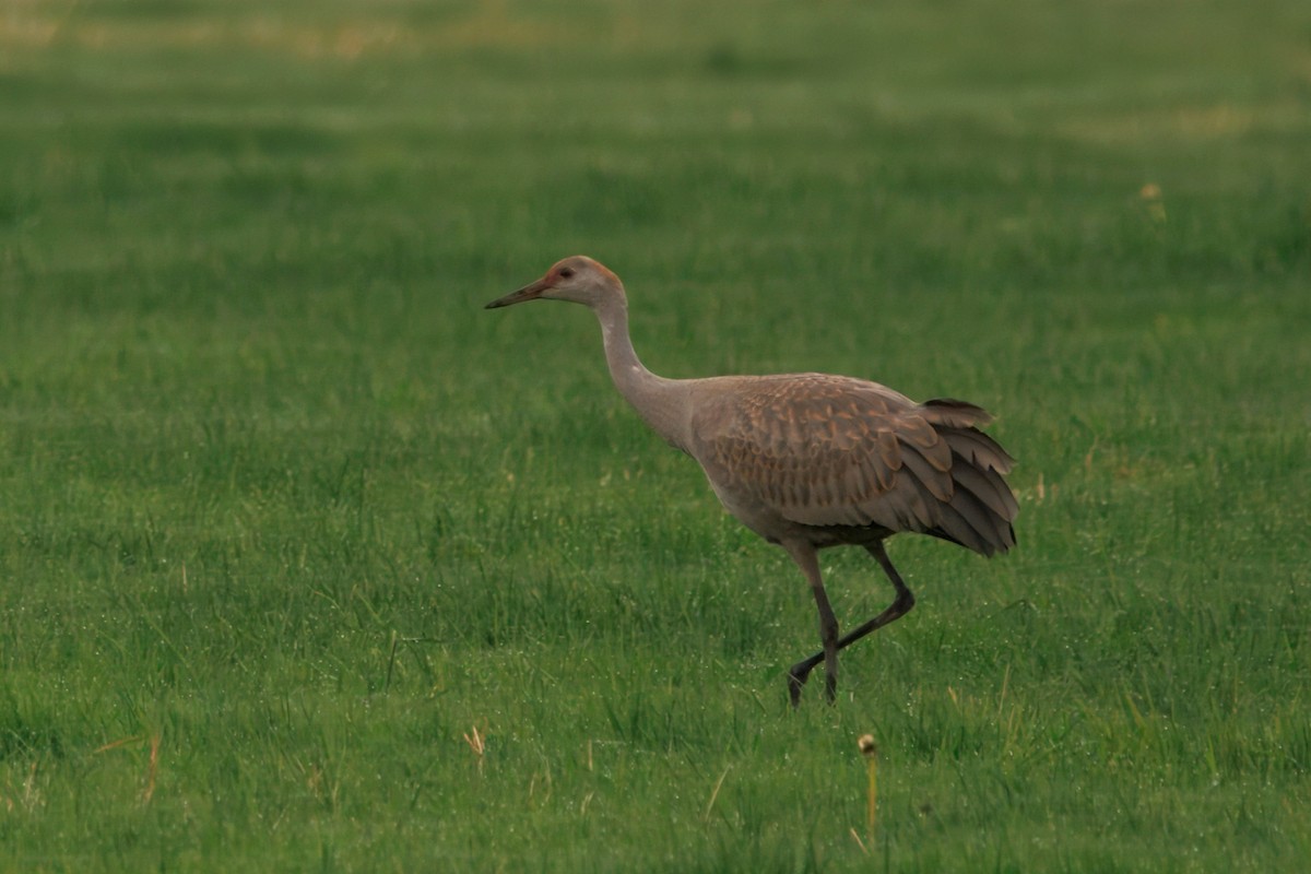 Sandhill Crane - ML646283397