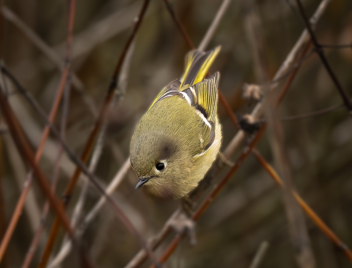 Ruby-crowned Kinglet - ML646283398