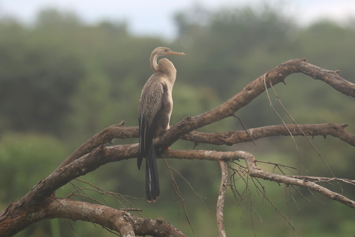 African Darter - ML646283399