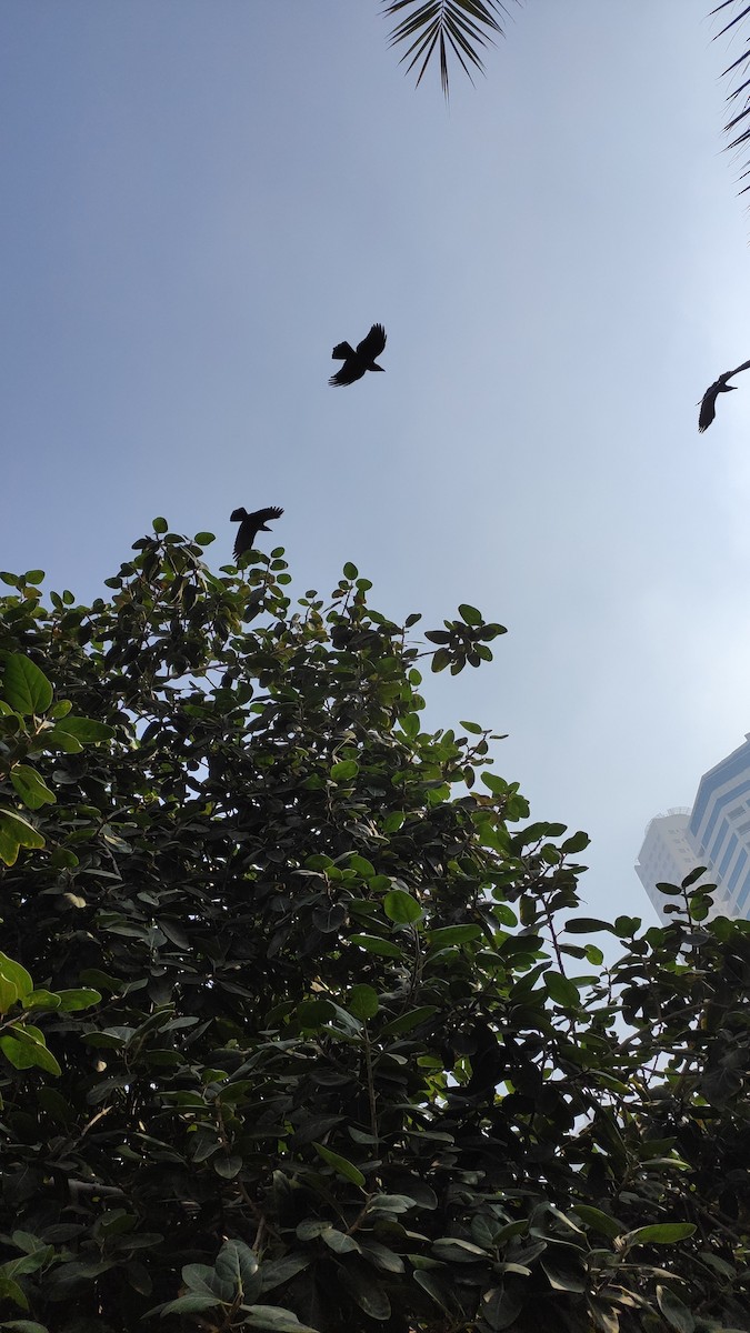 House Crow - ML646283400