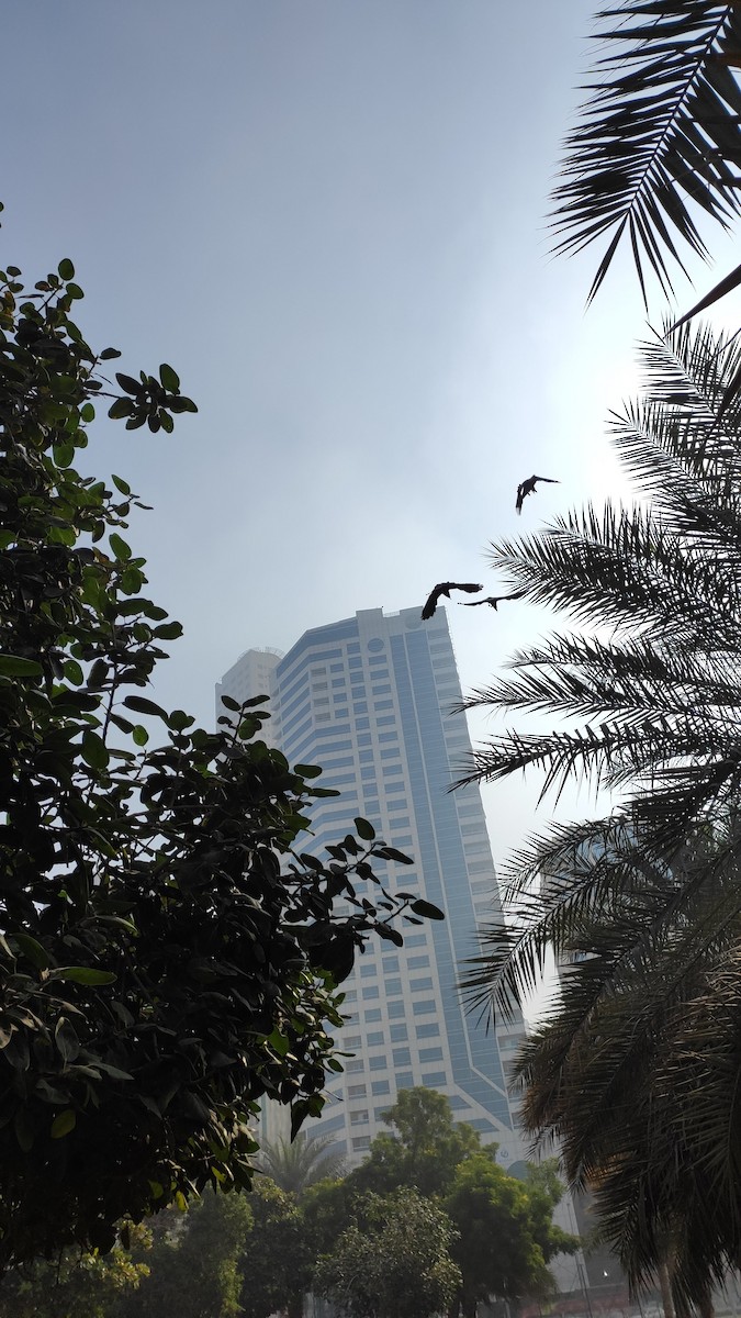 House Crow - ML646283401