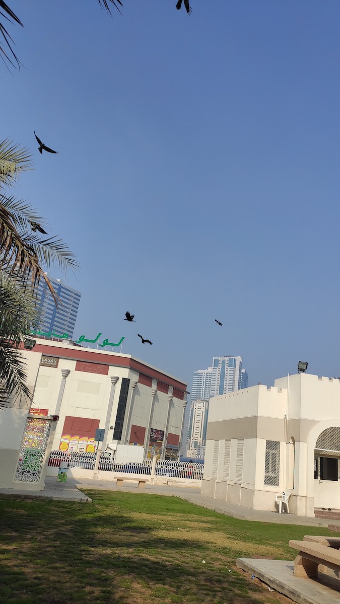 House Crow - ML646283402