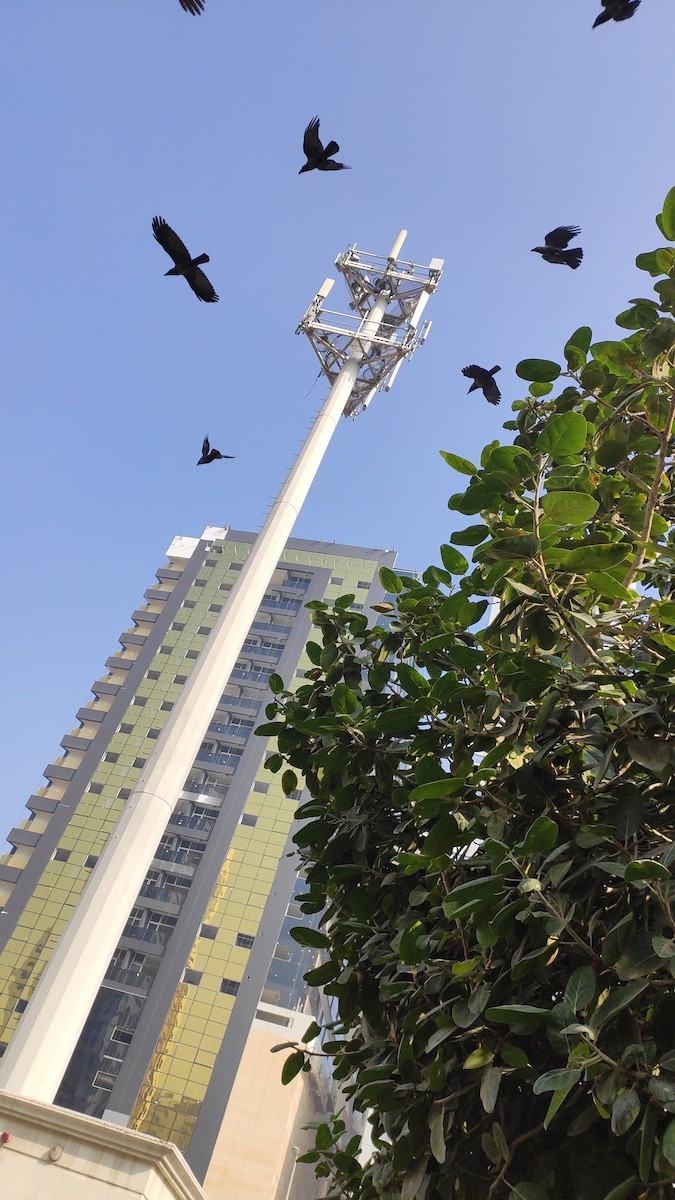 House Crow - ML646283403