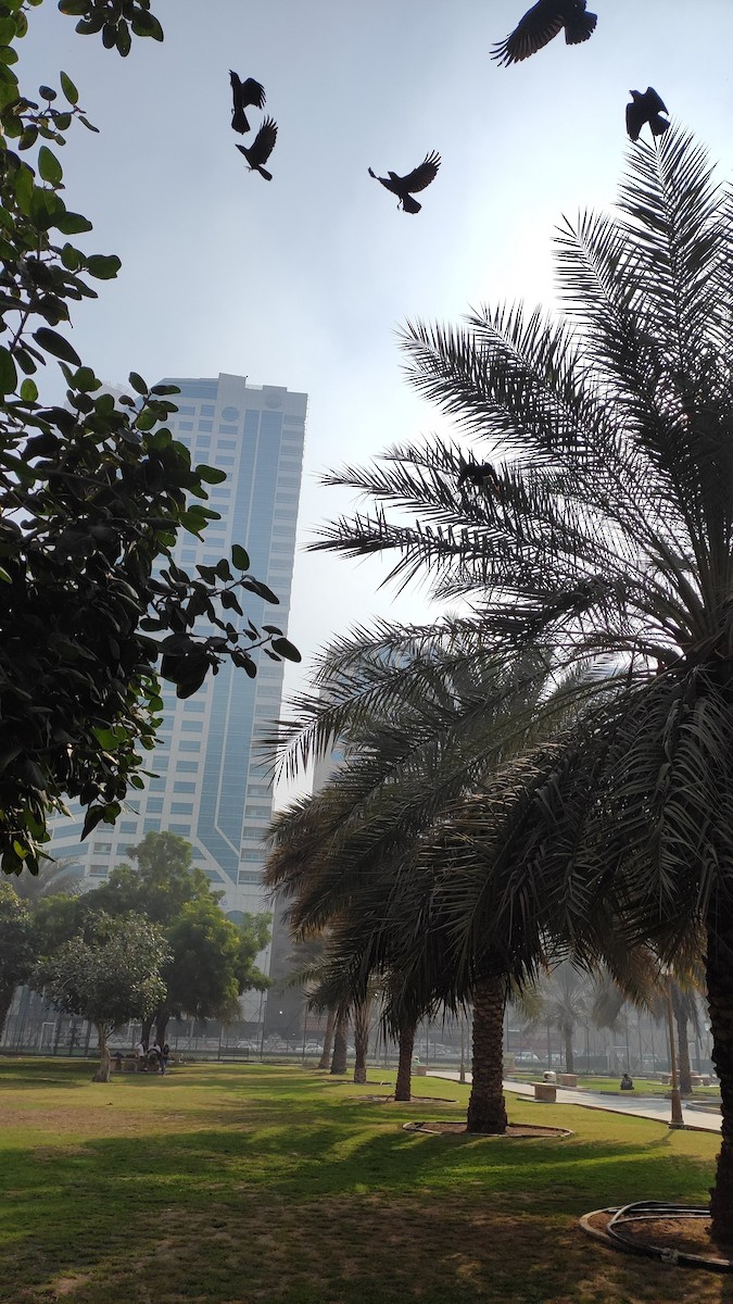 House Crow - ML646283404