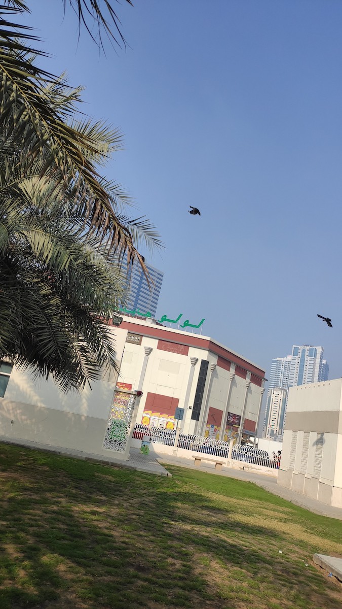 House Crow - ML646283405