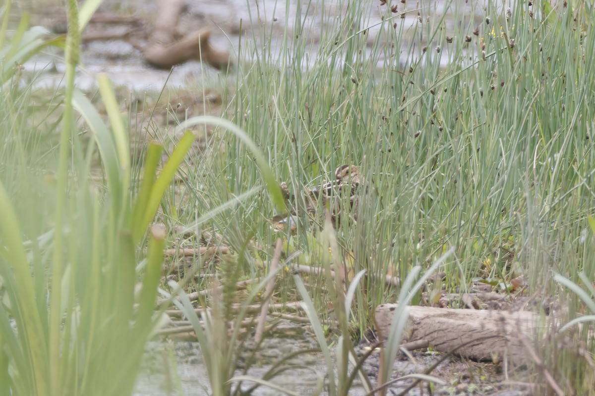 Latham's Snipe - ML646283406