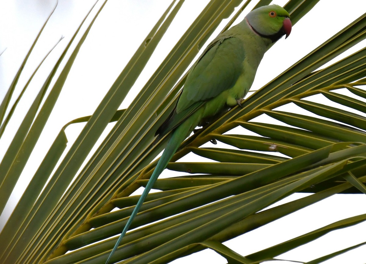 Rose-ringed Parakeet - ML646283407