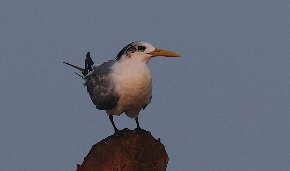 Great Crested Tern - ML646283408