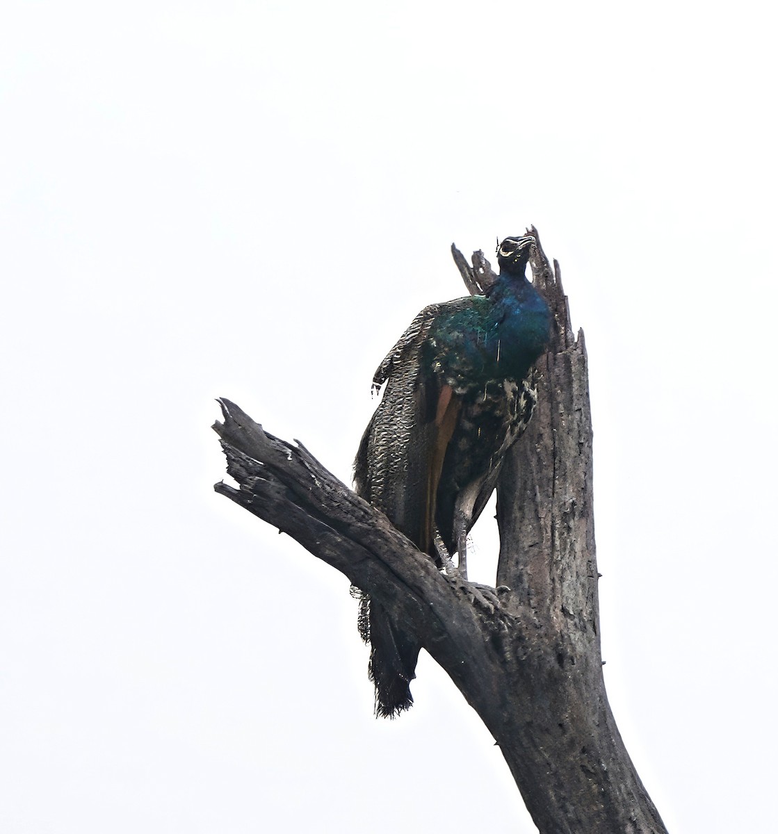 Indian Peafowl - ML646283410