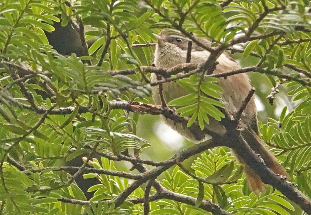 Pipipi - ML646283412