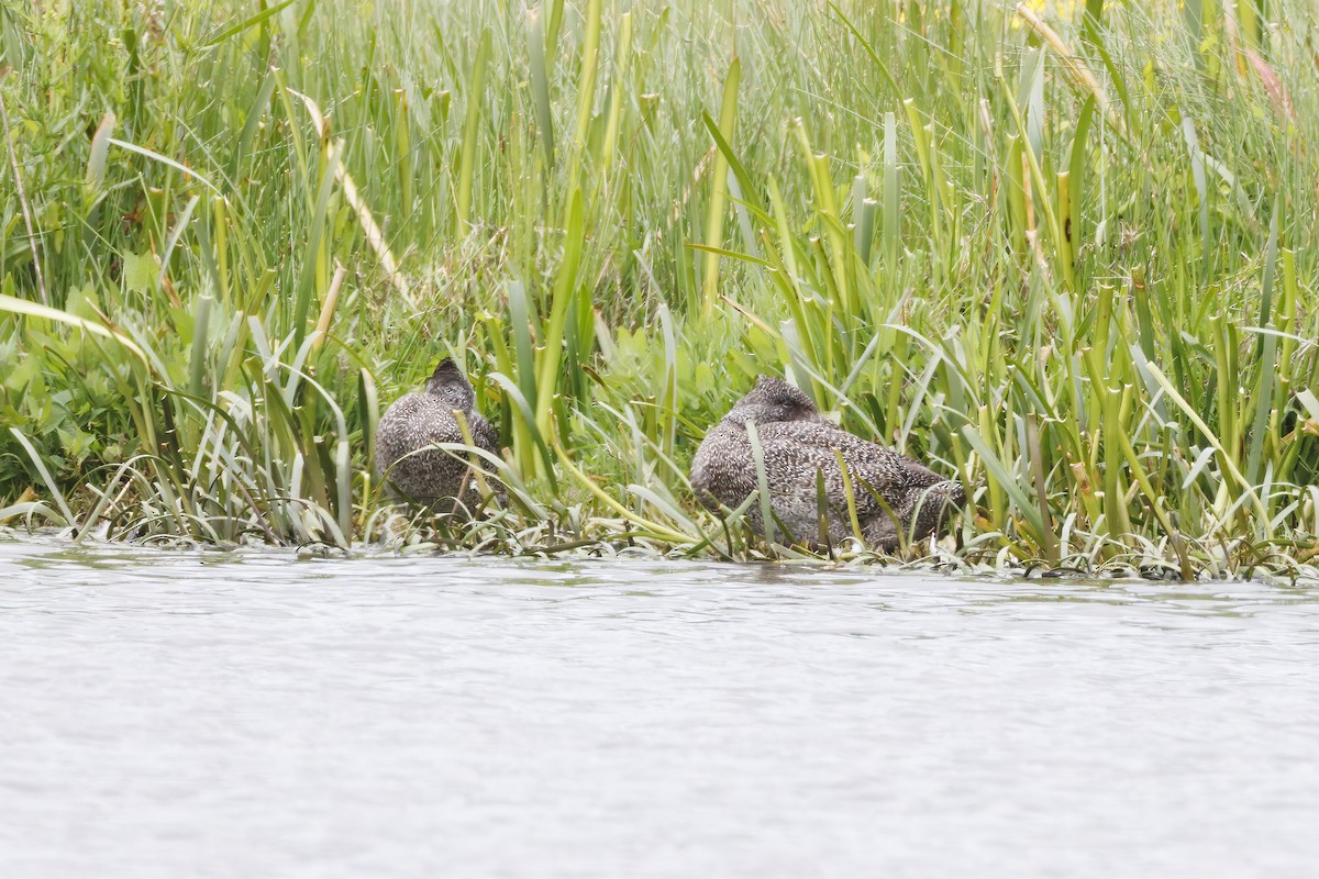 Freckled Duck - ML646283413