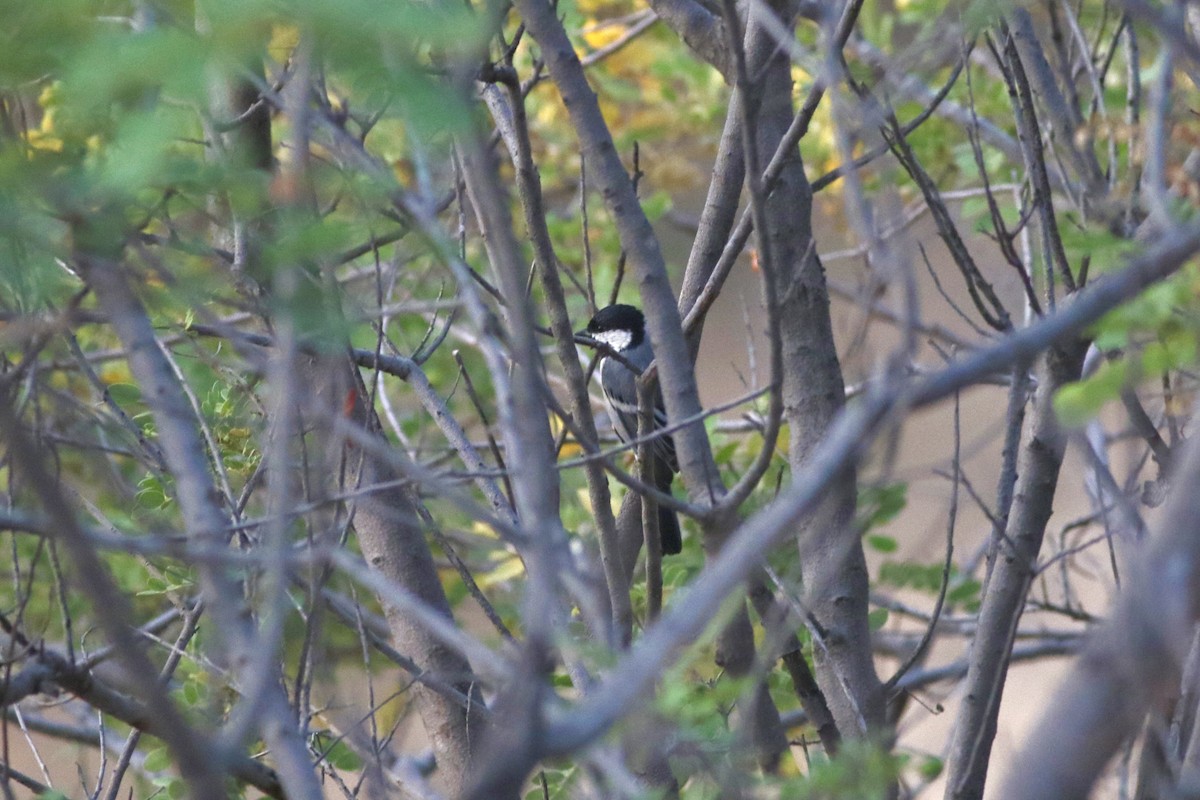 Asian Tit - ML646283415