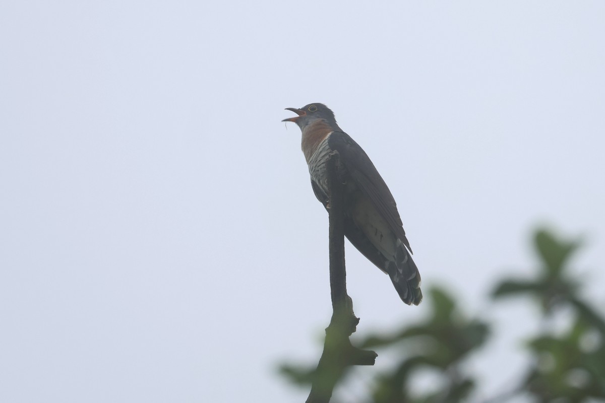 Einsiedlerkuckuck - ML646283416