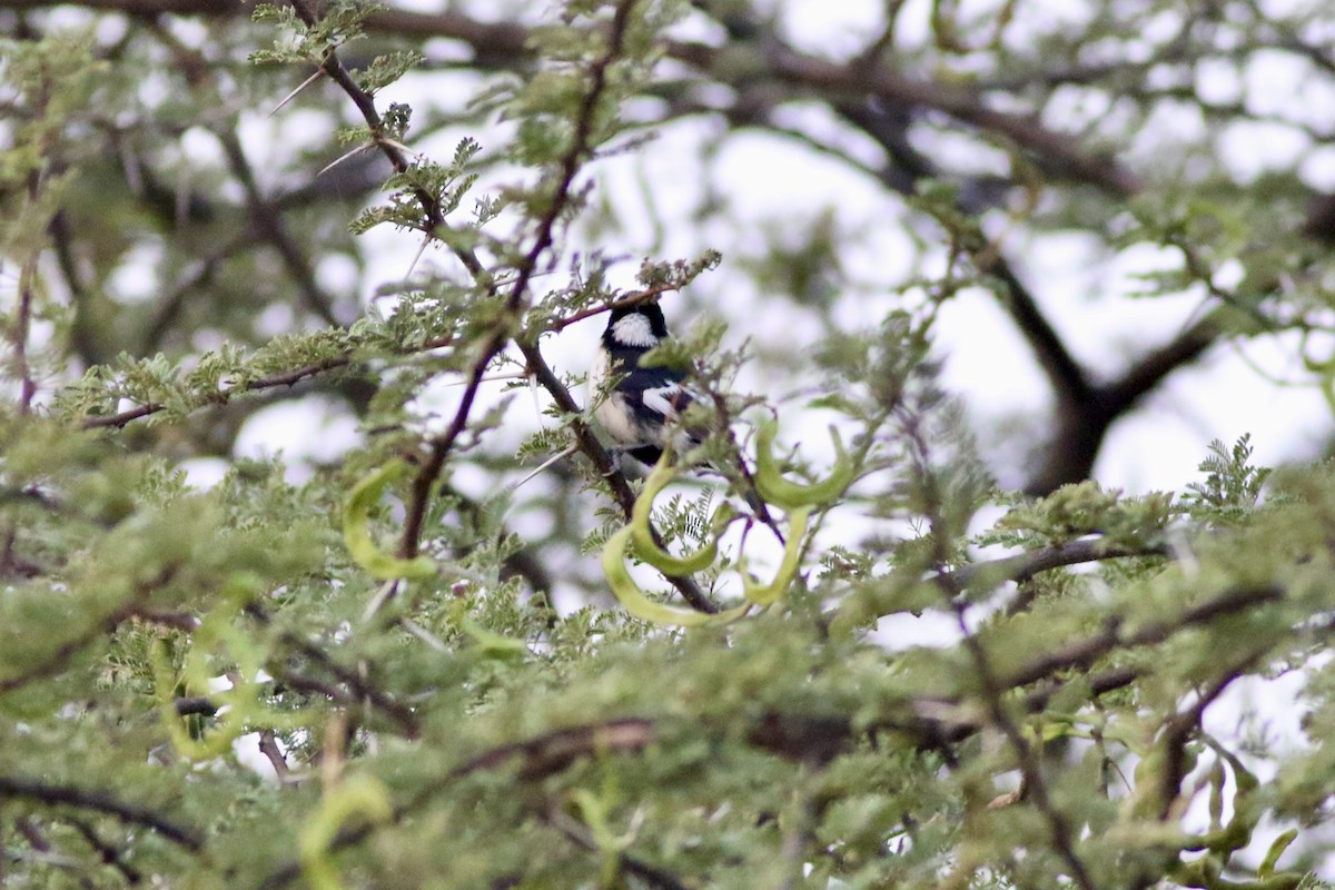 White-naped Tit - ML646283420