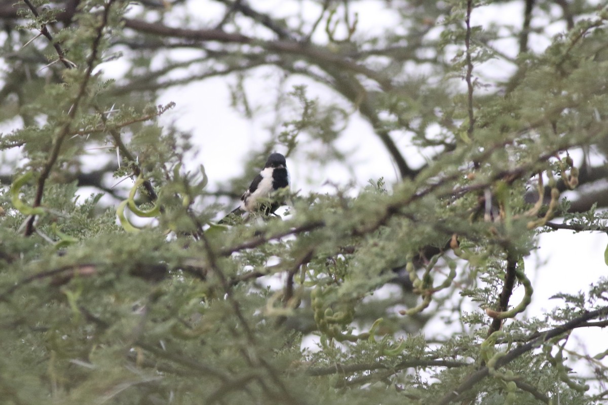 White-naped Tit - ML646283421