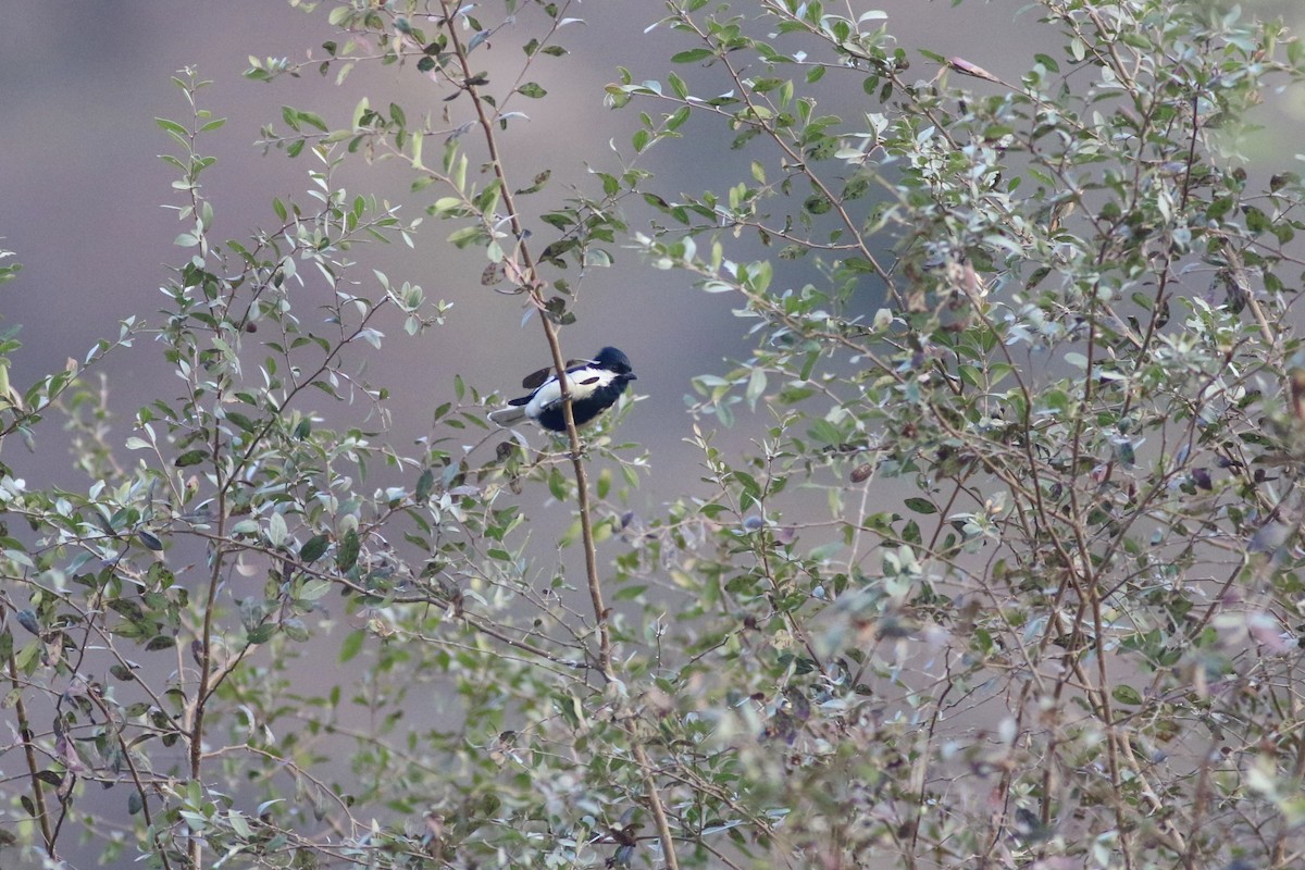 White-naped Tit - ML646283422