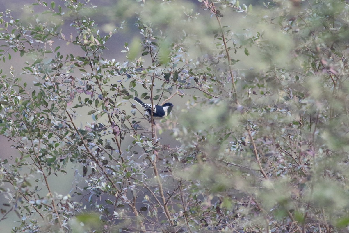 White-naped Tit - ML646283423