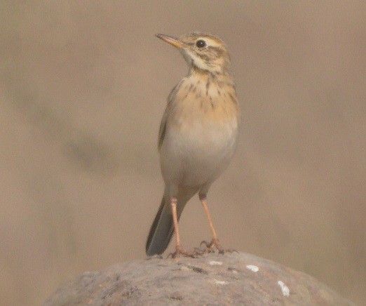 Tawny Pipit - ML646283424