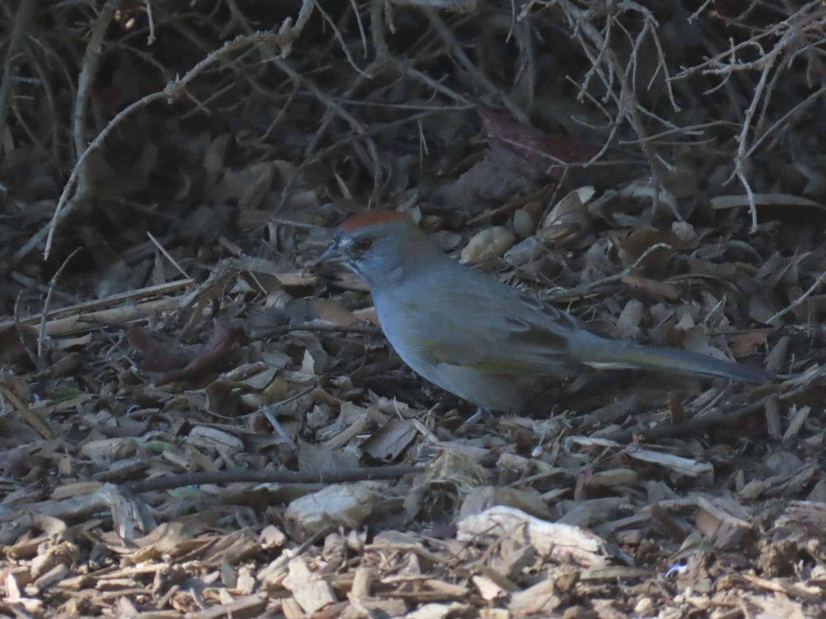 Green-tailed Towhee - ML646283426