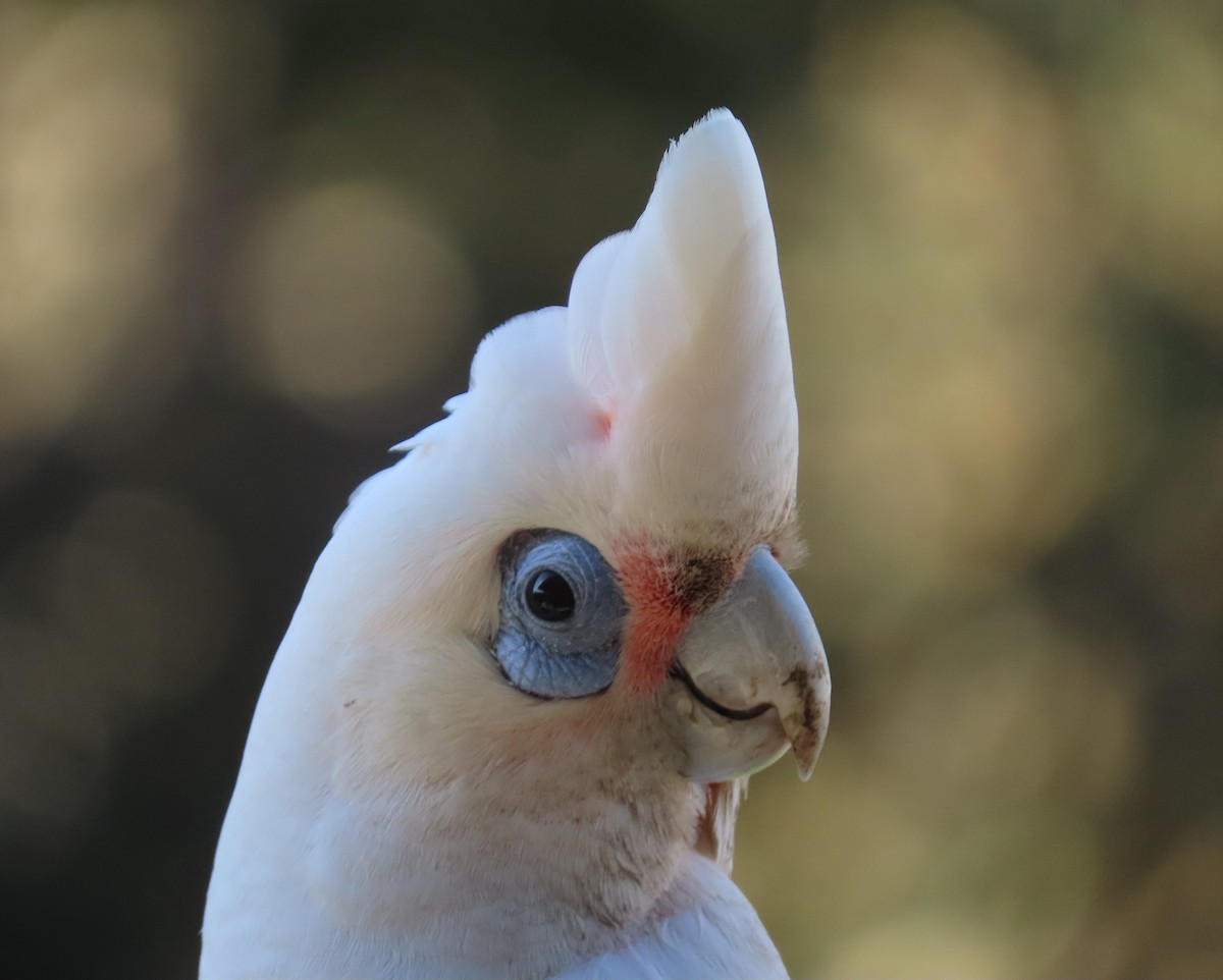 Little Corella - ML646283429