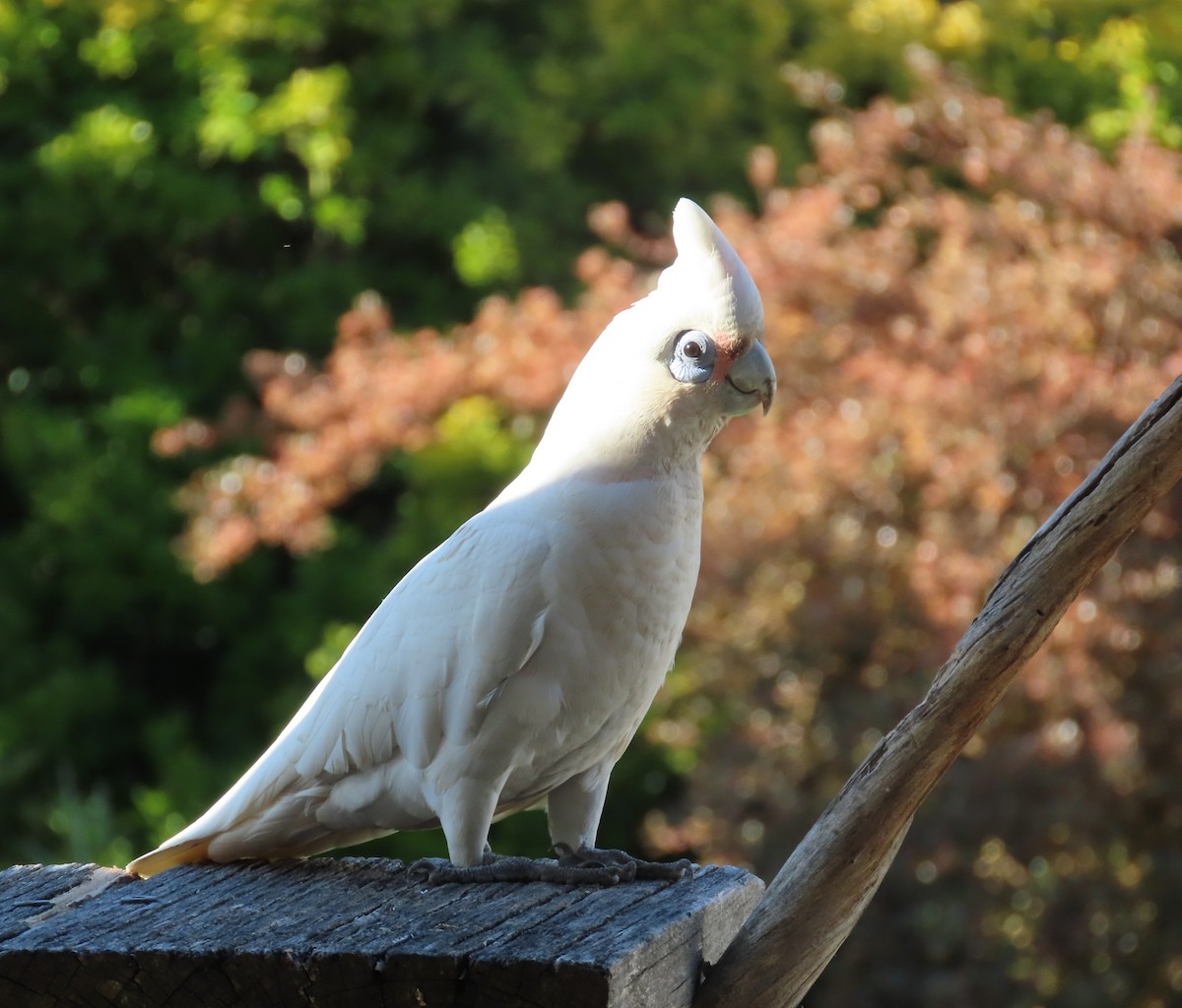 Little Corella - ML646283430