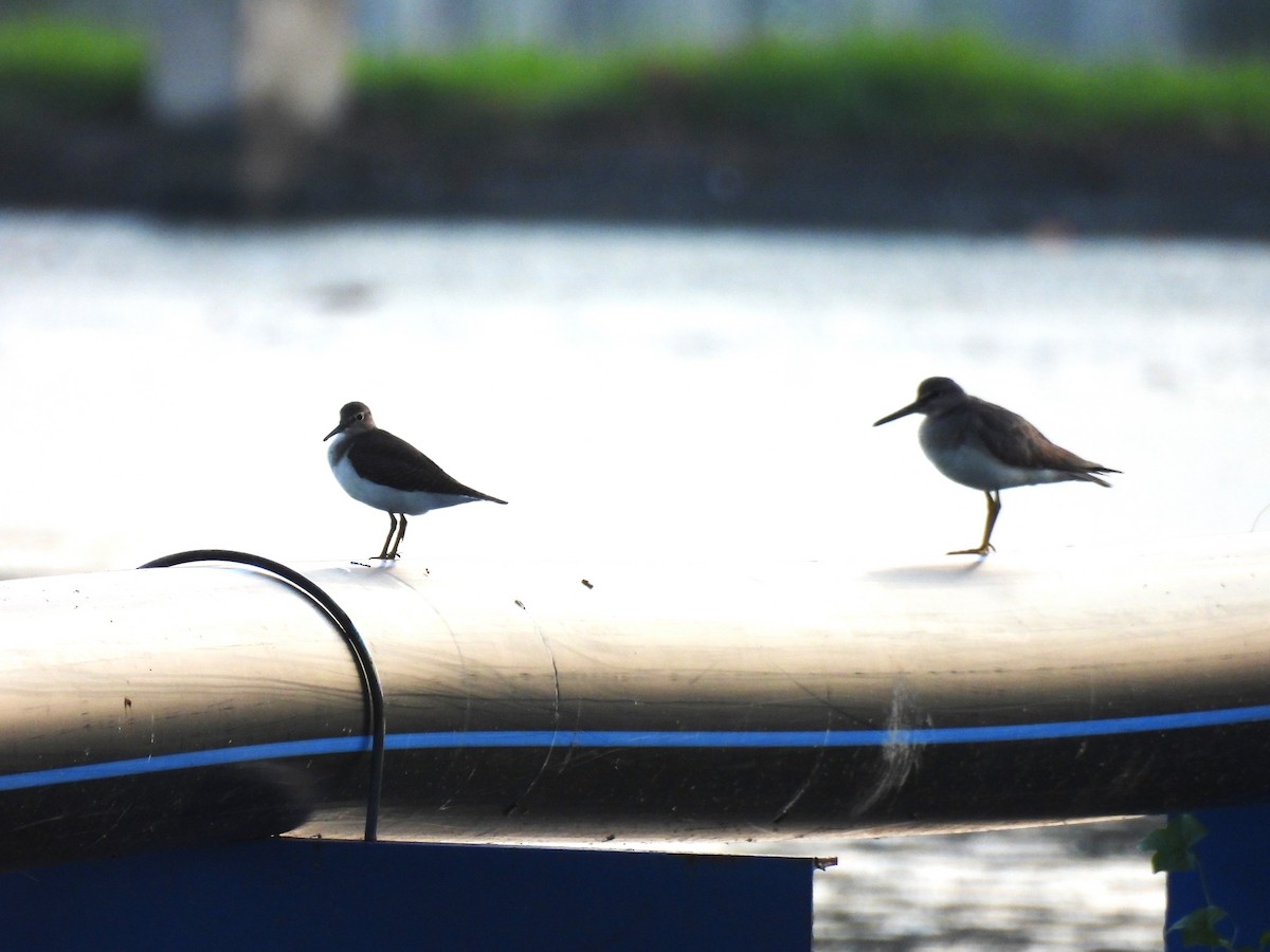 Gray-tailed Tattler - ML646283434