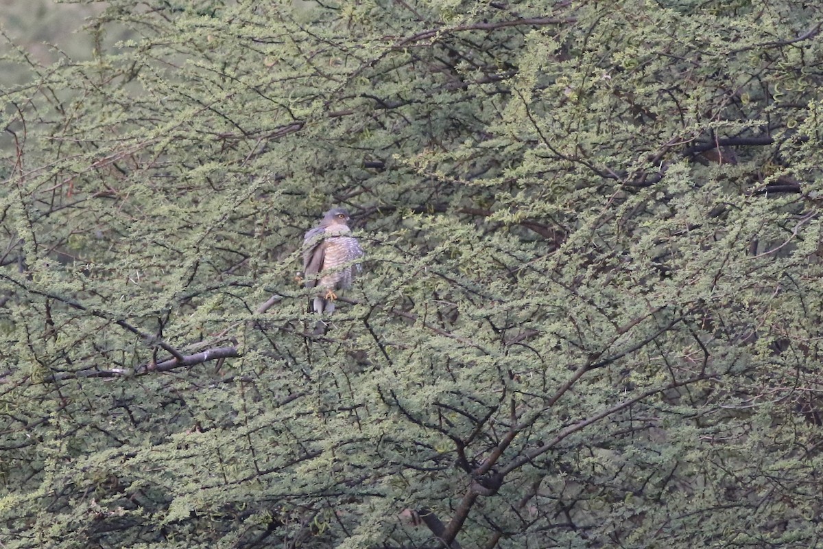 Shikra - ML646283435