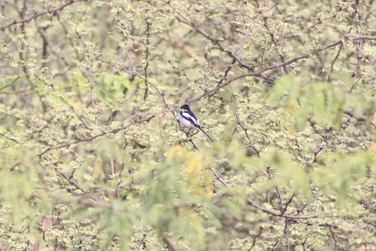 White-bellied Minivet - ML646283439
