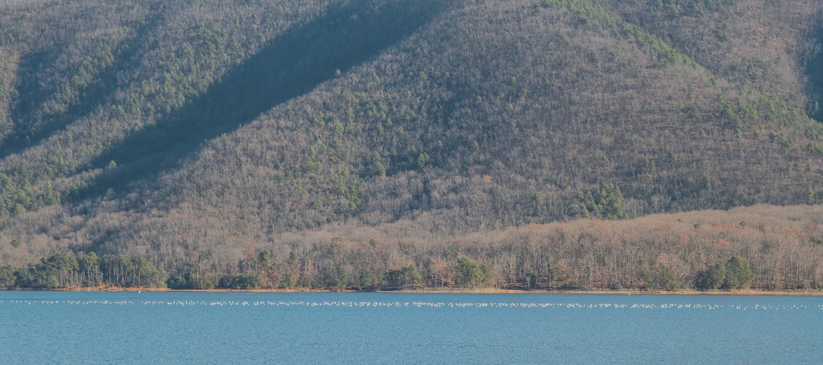 Ring-billed Gull - ML646283441