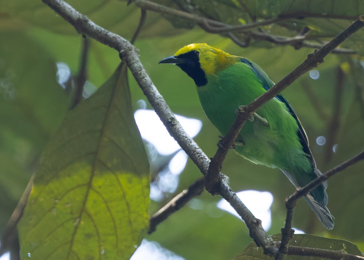Blue-winged Leafbird - ML646283450