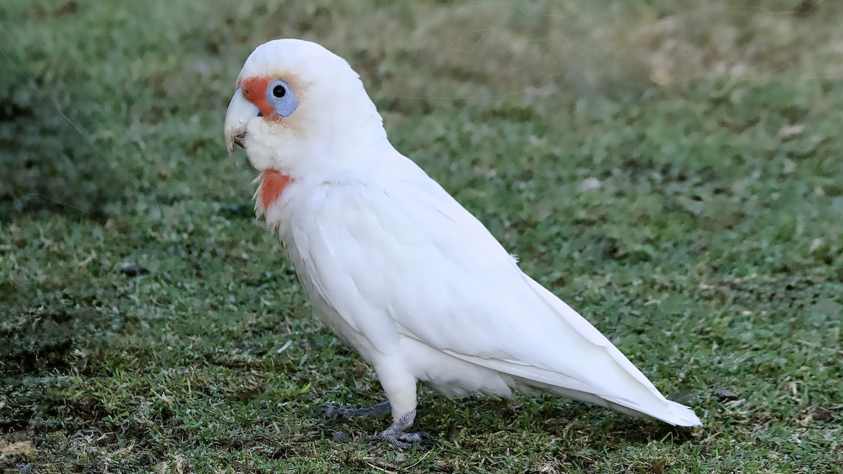 Long-billed Corella - ML646283460