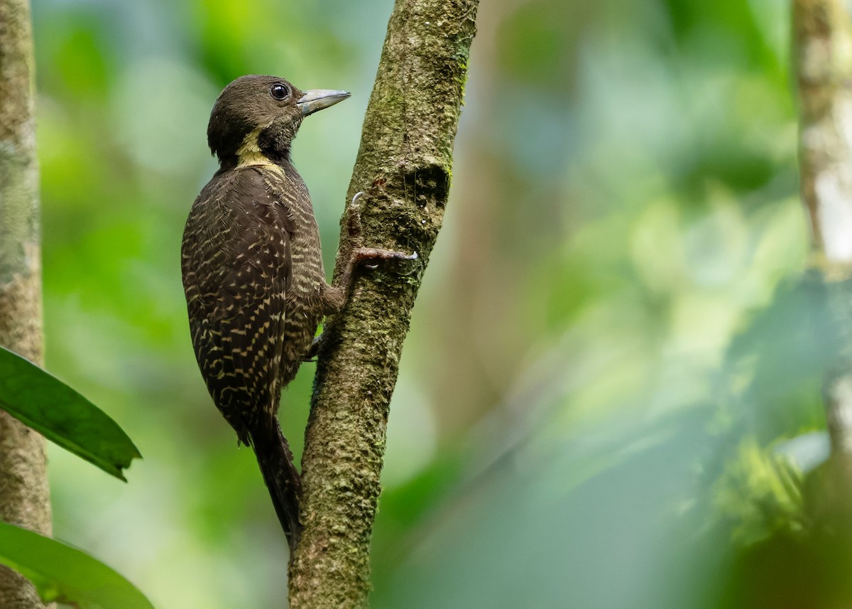 Tukkispecht - ML646283472