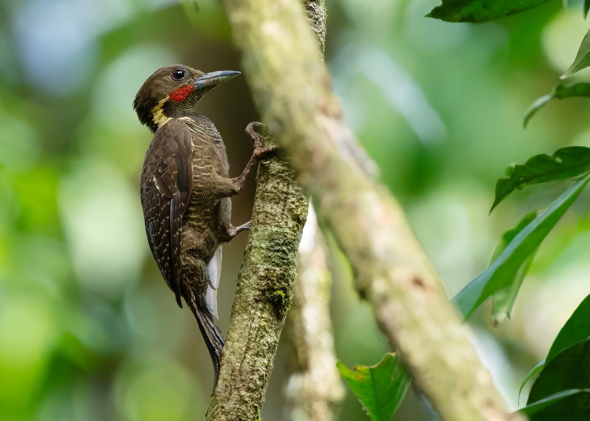 Tukkispecht - ML646283473