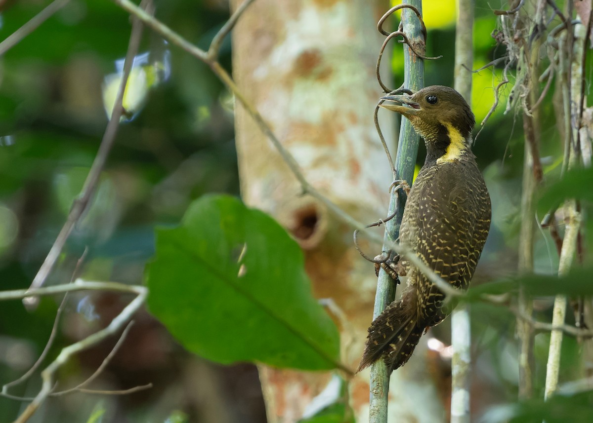 Tukkispecht - ML646283474