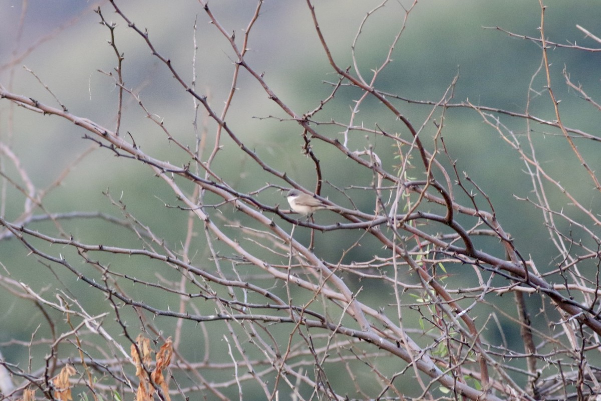 Lesser Whitethroat (Lesser/Hume's) - ML646283478