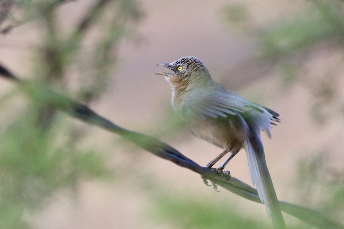 Large Gray Babbler - ML646283485